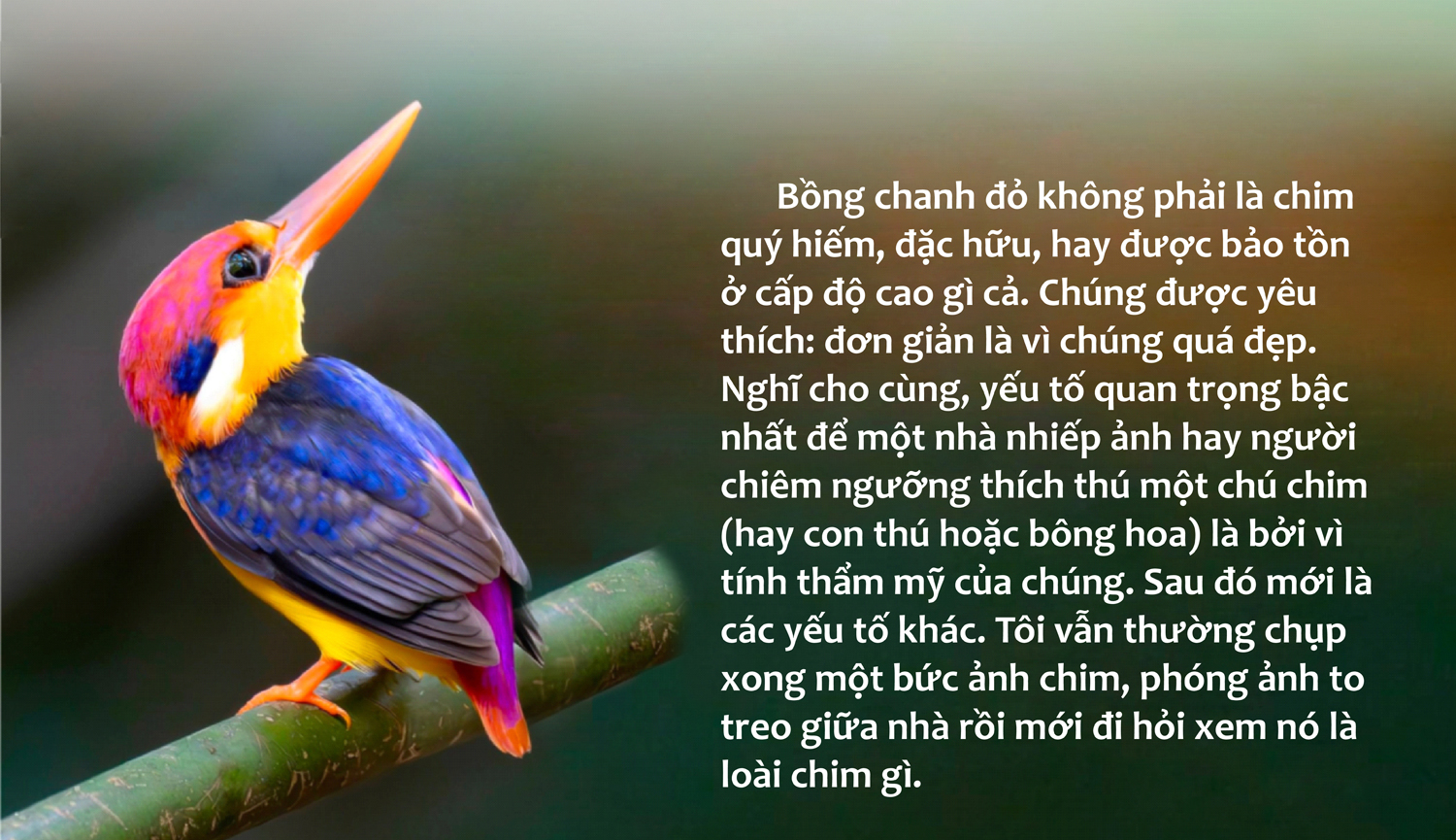 Nín thở diện kiến khối màu Bồng chanh đỏ