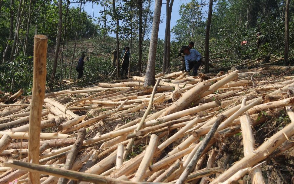 Công ty TNHH Sản xuất Thương mại Gia Bảo làm tốt công tác bảo vệ môi trường