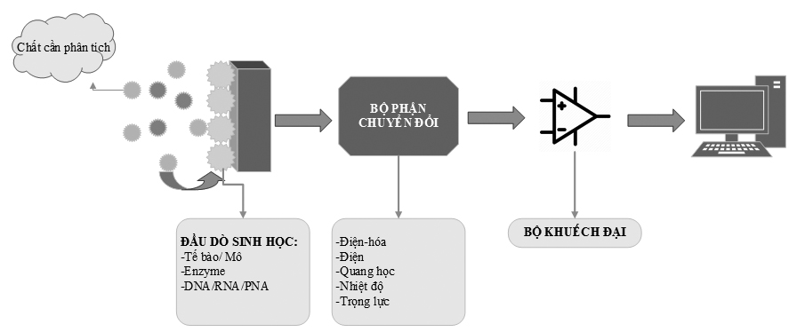 Tổng quan về ứng dụng cảm biến sinh học trong lĩnh vực môi trường