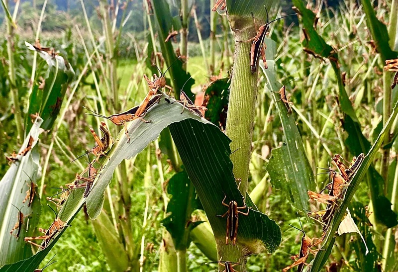 Châu chấu tre tràn từ rừng xuống ruộng, tỉnh đầu tiên công bố dịch