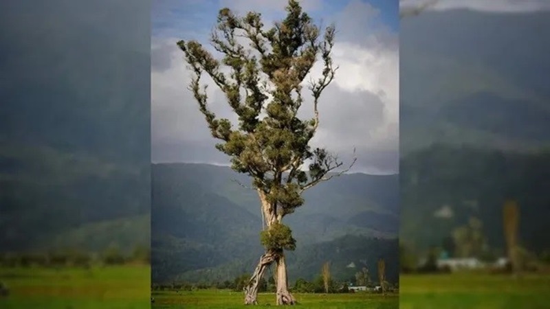 Độc đáo 'cây biết đi' ở New Zealand