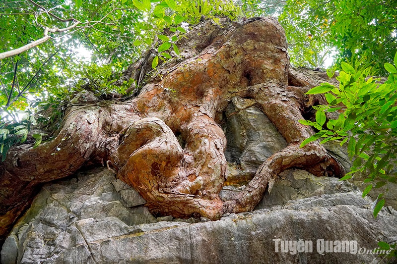 Chuyện những cây nghiến di sản