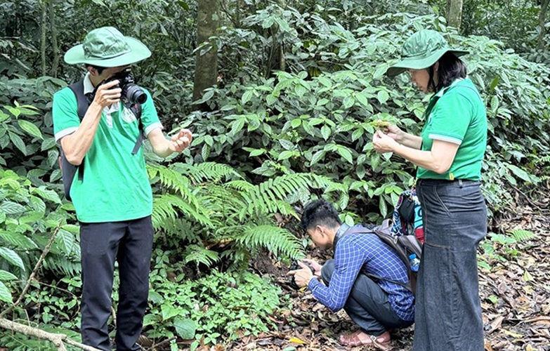 Bảo tồn, phát triển dược liệu dưới tán rừng Cúc Phương