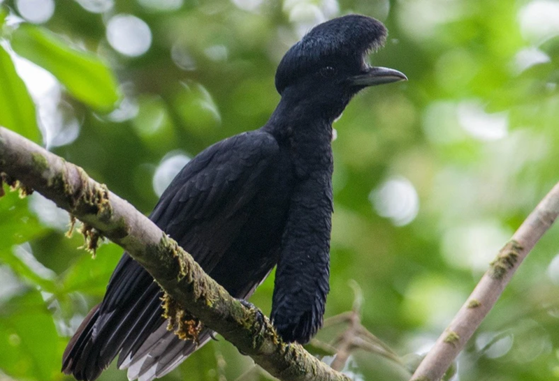 Ecuador - hồi sinh những thiên đường chim