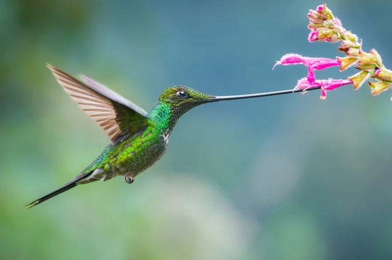 Ecuador - hồi sinh những thiên đường chim