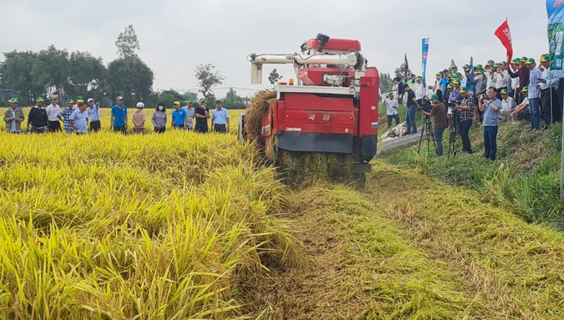 Hậu Giang xây dựng vùng sản xuất lúa chất lượng cao, phát thải thấp