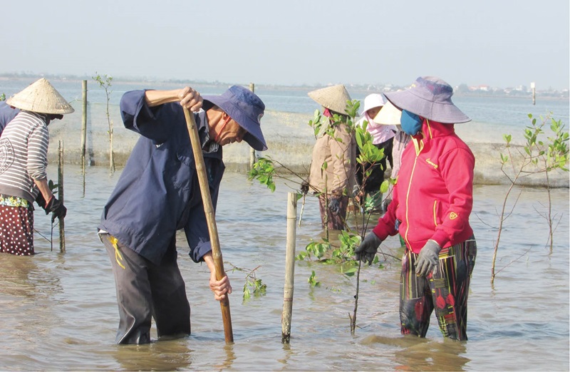 Thừa Thiên - Huế: Trồng rừng ngập mặn ứng phó thiên tai