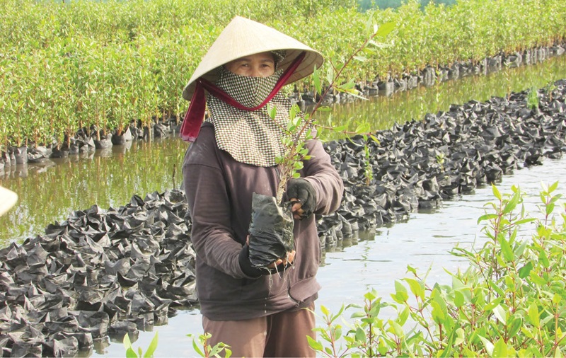 Thừa Thiên - Huế: Trồng rừng ngập mặn ứng phó thiên tai