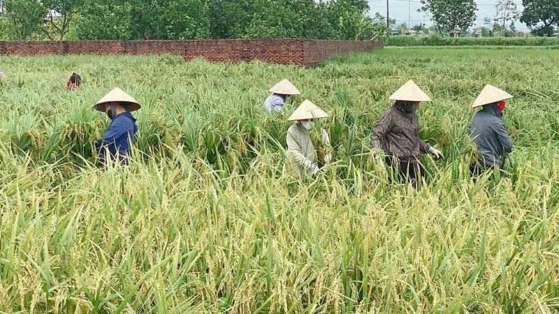 Thành lập các đội hình “Phụ nữ ứng phó với thiên tai”