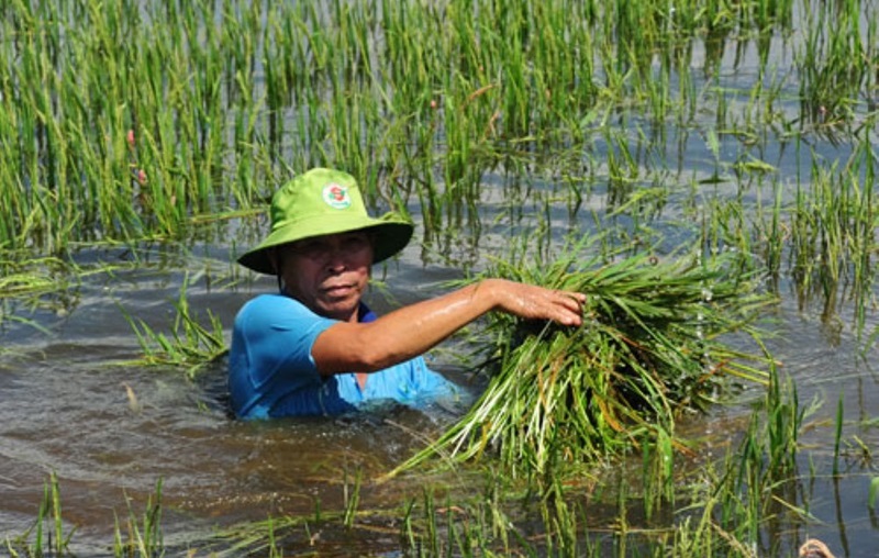 Bảo hiểm cho nông dân trước rủi ro khí hậu