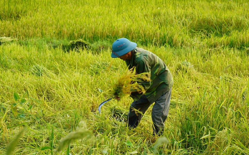 Bảo hiểm cho nông dân trước rủi ro khí hậu