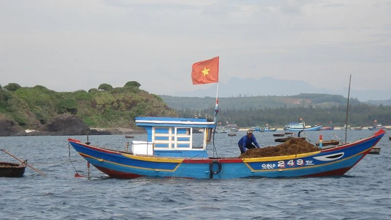 Quảng Ngãi: Khởi động dự án bảo tồn và phát triển rong mơ tại huyện Bình Sơn