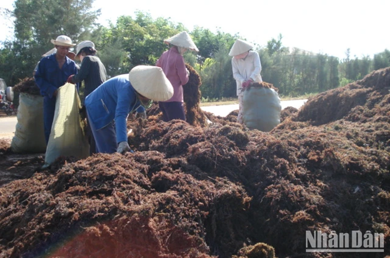 Quảng Ngãi: Khởi động dự án bảo tồn và phát triển rong mơ tại huyện Bình Sơn