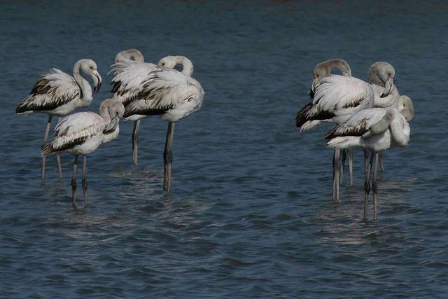 Các nhà môi trường lo ngại rủi ro đối với đầm phá Albania