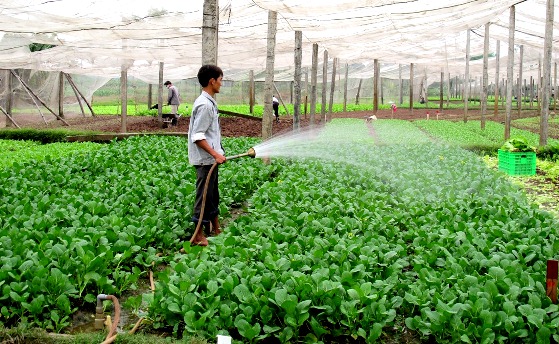 Phát triển mô hình kinh tế tuần hoàn trong nông nghiệp và một số vấn đề đặt ra