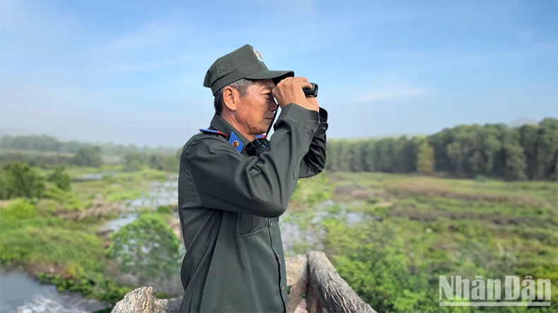 “Tham vọng” đưa sếu đầu đỏ về sống quanh năm ở Tràm Chim