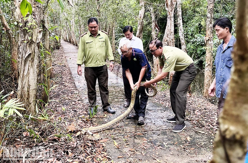 Sóc Trăng: Phóng thả trăn đất về với môi trường tự nhiên