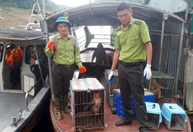 Vườn quốc gia Hoàng Liên (Lào Cai): Tái thả 21 cá thể động vật hoang dã về với tự nhiên