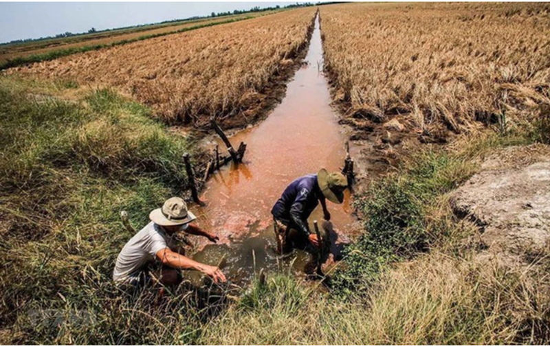 Xâm nhập mặn tại đồng bằng sông Cửu Long duy trì ở mức cao