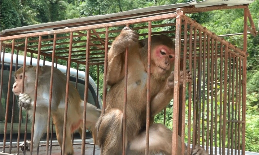 Trạm Tấu (Yên Bái): Thả 2 cá thể khỉ quý hiếm về rừng tự nhiên