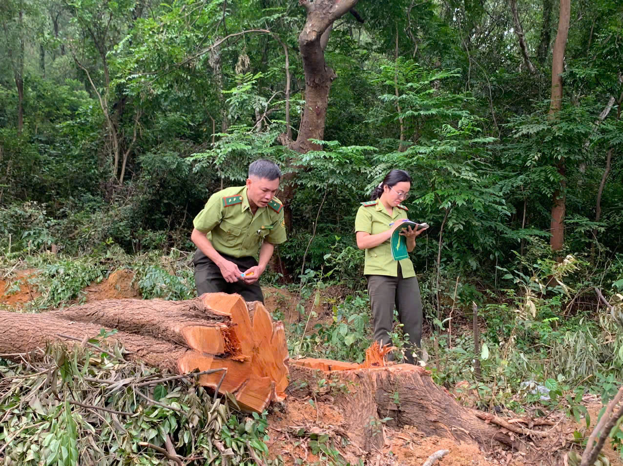 Thanh Hóa: Cơ quan chức năng vào cuộc vụ người dân tự ý khai thác 60 cây gỗ keo tại rừng đặc dụng