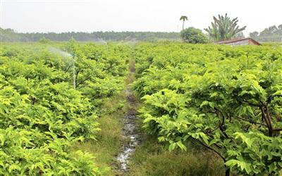 Bằng mô hình nhận biết thuộc tính đánh giá tính bền vững trong sử dụng đất nông nghiệp trên địa bàn huyện Dương Minh Châu, tỉnh Tây Ninh