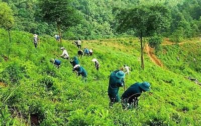 Chung tay bảo vệ “lá phổi xanh”