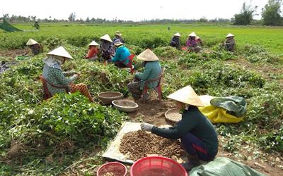 Đánh giá hiệu quả kinh tế của một số mô hình canh tác giống Đậu thích ứng với biến đổi khí hậu tại Sơn La