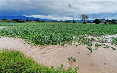 Gia Lai: Mưa lớn làm ngập hàng trăm ha hoa màu, nhiều tuyến đường bị chia cắt