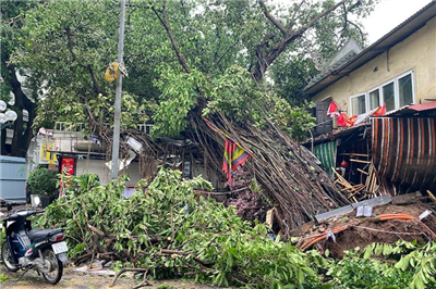 Hà Nội cứu chữa các cây quý hiếm, có giá trị bị nghiêng, đổ trong bão số 3