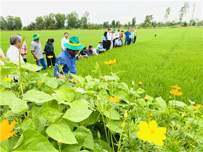 Hậu Giang xây dựng vùng sản xuất lúa chất lượng cao, phát thải thấp