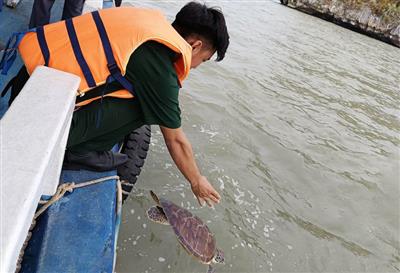 Kiên Giang: Thả cá thể rùa 8kg về biển