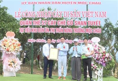 Lễ công bố Cây di sản Việt Nam cho quần thể 57 cây chè Shan tuyết cổ thụ