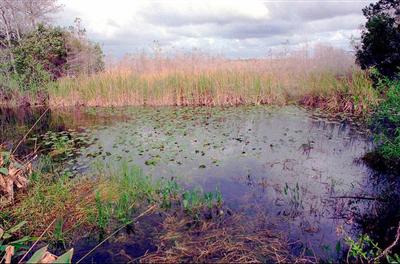 Mỹ chi hơn 1 tỷ USD bảo tồn vườn quốc gia Everglades