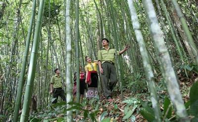 Nghệ An: Phê duyệt 79 cộng đồng dân cư tham gia hoạt động quản lý rừng hưởng lợi nguồn thu từ ERPA