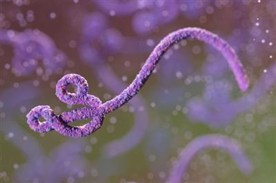 Nghiên cứu xác định các đặc tính Real-time RT-PCR phát hiện đồng thời hai virus Ebola và Marburg