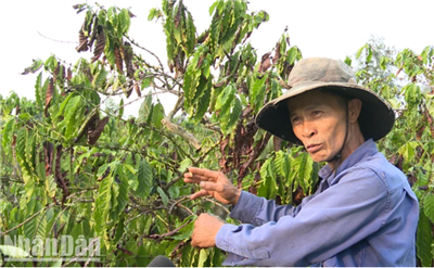 Nhiều diện tích cây cà-phê bị ảnh hưởng tiêu cực do nắng hạn và biến đổi khí hậu