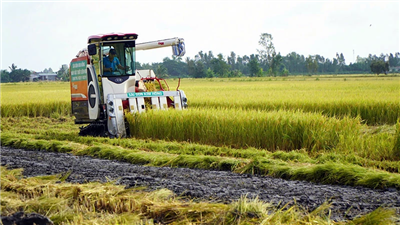 Tín hiệu vui từ lúa chất lượng cao, phát thải thấp