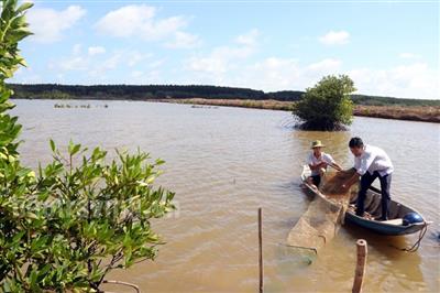 Trà Vinh: Phát triển nuôi thủy sản dưới tán rừng, hướng đến giảm phát thải khí