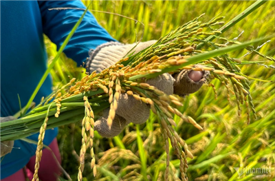 Việt Nam sắp có sản phẩm ‘lúa giảm phát thải’