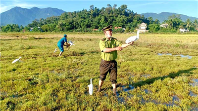 Xử lý nghiêm hành vi săn bắt, buôn bán chim hoang dã