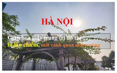 Hà Nội: Nhiều người dân mong đợi giàn hoa giấy trang trí đô thị sớm bung nở, hình ảnh lấn chiếm, mất cảnh quan môi trường sẽ không còn nữa